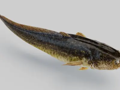  Burbot Animated 