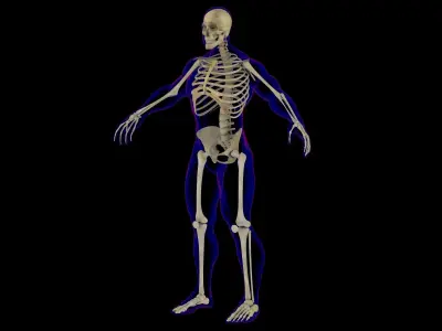 Full Male Skeleton X-Ray 3D model