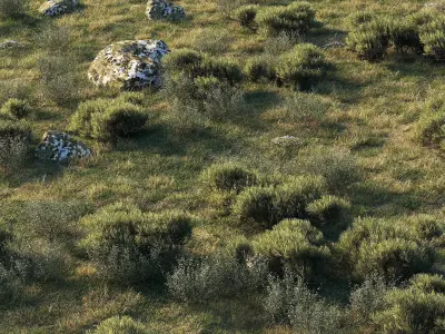 Forest Landscape 3D model