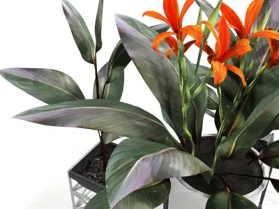 Canna plant set red 3D model