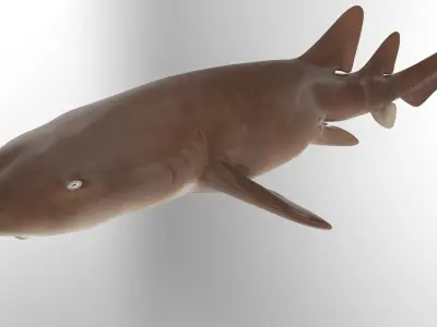  Nurse Shark 