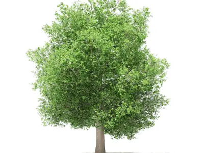 Common Fig Tree 3D model