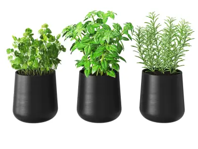 Kitchen herbs 3D model