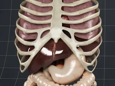 Anatomy Internal Organs 02 3D model