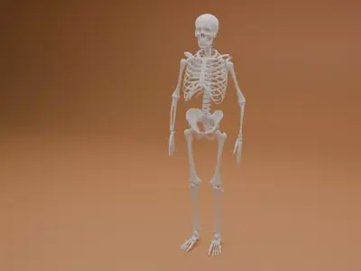 Simple 3D skeleton 3D model