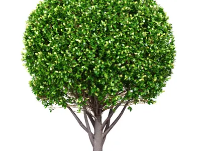 Evergreen garden tree  shrub bush Boxwood 3D model