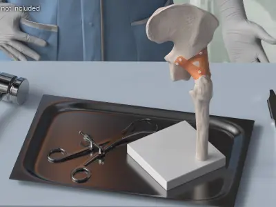  Anatomical Model of Hip Joint with Bone Holder Ollier 