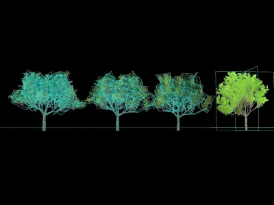 Eucalyptus crebra tree Low-poly 3D model