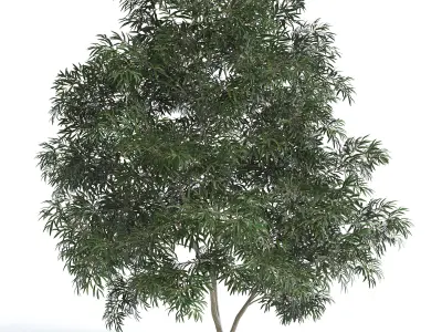 6 Olive Trees 3D model