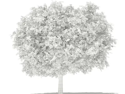 Pomelo Tree 3D model