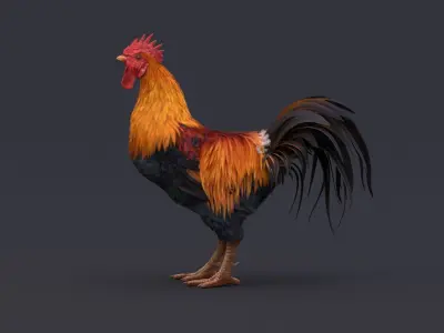  Rooster Animated 