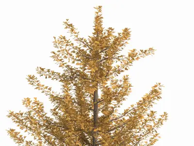 Ginkgo biloba L 3D model