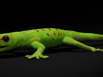  HQ Madagascar Day Gecko 