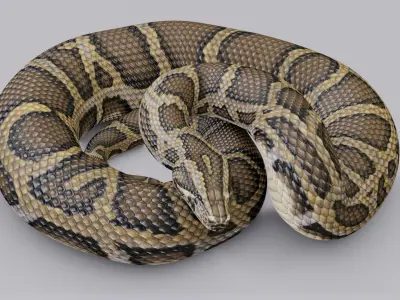  Animated Burmese Python 