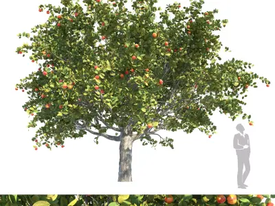 Apple tree 01 3D model