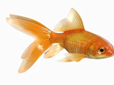  Gold fish Animated 