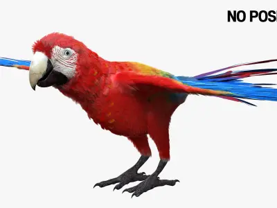  Scarlet Macaw Parrot Fur Animated Rigged 
