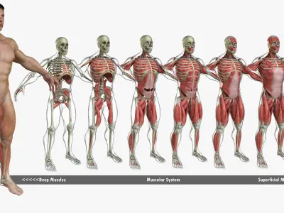 Ultimate Complete Male Anatomy 3D model