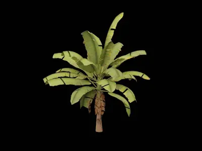 Banana Plant Low-poly 3D model