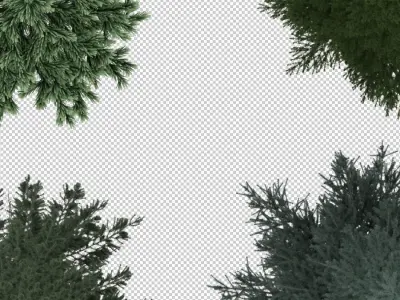 2D Conifiers Plants TopViews Collection 24 Layers PNG PSD PDF Texture