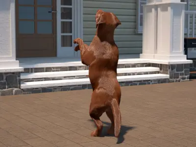  Brown Labrador Dog Begging Pose Fur Animated Rigged for Cinema 4D 