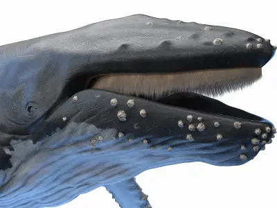  Humpback Whale Anatomy 