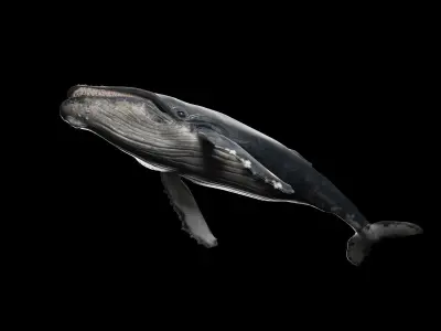 hump whale rigged  Low-poly 3D model