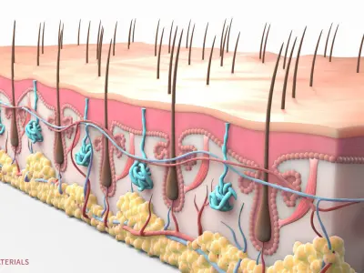  Skin Hairs Cross Section 