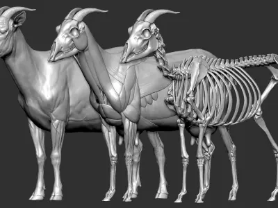  Goat VFX MUSCLE SIMULATION 