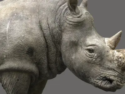 Rhino Rigged 3D 3D model