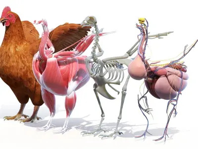  Full Chicken Anatomy Static 