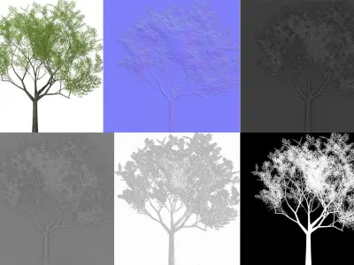 Eucalyptus crebra tree Low-poly 3D model