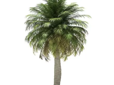 Chilean Wine Palm 3D Model 7m 3D model