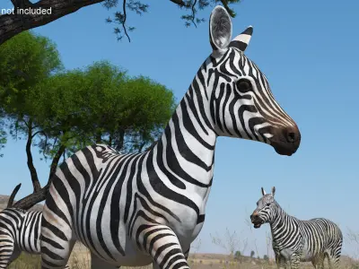  Young Zebra Rigged for Cinema 4D 