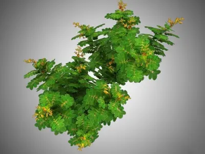 Cassia Angustifolia Low-poly 3D model