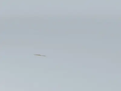 carpet rug Free 3D model