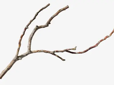  Scanned Sprigs Collection StemCell 