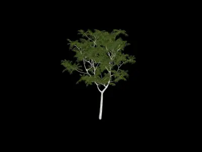 Japanese Walnut Tree Free 3D model