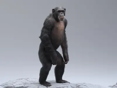  Chimpanzee RIGGED 