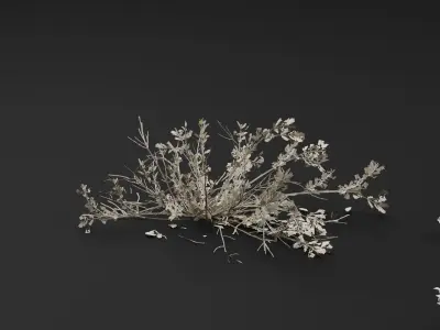 Atriplex amnicola Plant 3D model