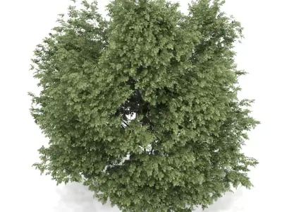 Common Hazel Tree Corylus avellana 3D model