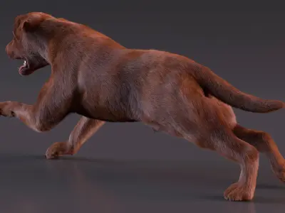  Running Brown Retriever Dog Fur Animated Rigged for Cinema 4D 