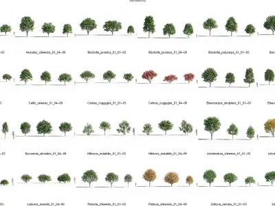 Maxtree Plant Models Vol 40 - Mesh 3D model