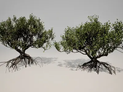 Mangrove 3D Models Low-poly Tropical Tree Low-poly 3D model