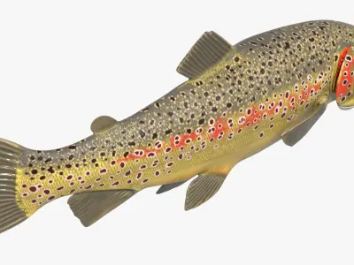  Brown Trout Fish Rigged For Blender 