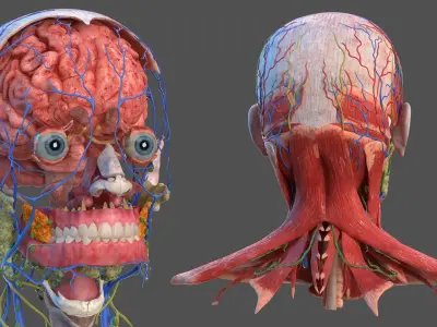  Human Head Full Anatomy 