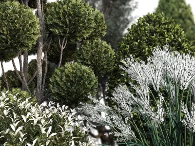 Group outdoor plants  Hedges 2 3D model