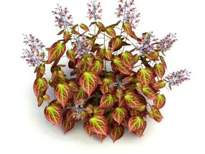 Plant Epimedium x rubrum-Barrenwort Low-poly 3D model