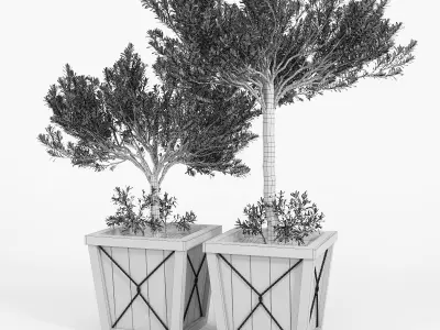 Olea Europaea box 3D model