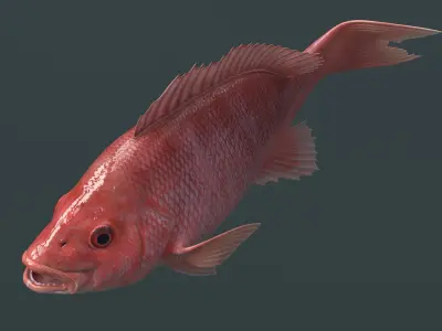  Campeche Red Snapper Idle Rigged For Maya Animated 